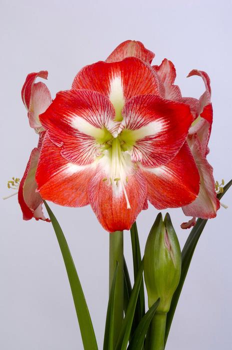 Amaryllis 'Minerva'