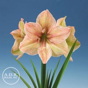 Amaryllis 'Exotica'