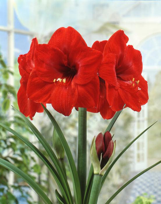 Amaryllis 'Red Lion'