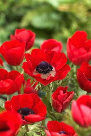 Anemone coronaria 'Hollandia'