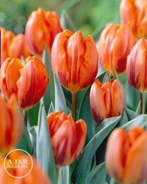 Tulipa single early 'Princess Irene' ''