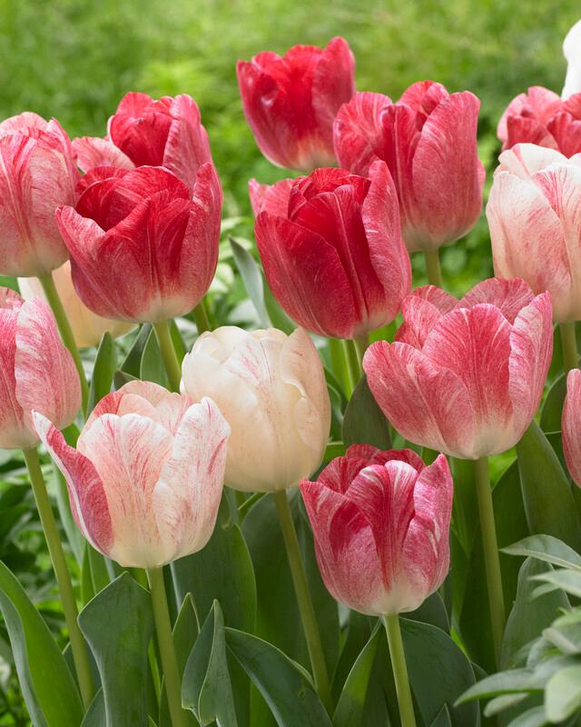 Tulipa triumph 'Hemisphere'