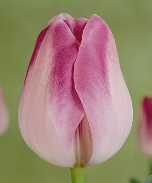 Tulipa triumph 'Hillary Clinton'