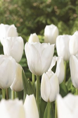 Tulipa triumph 'Inzell' ''