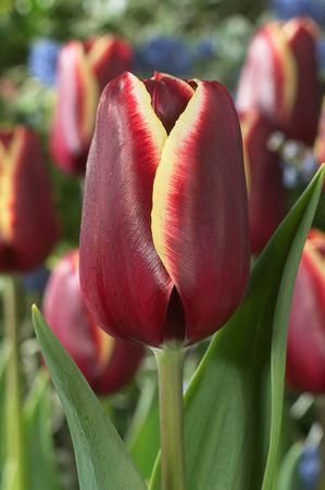 Tulipa triumph 'Key West'