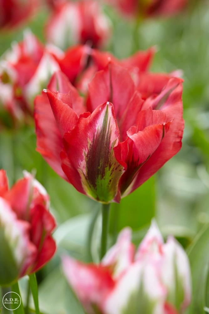 Tulipa viridiflora 'Esperanto'