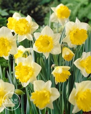 Narcissi trumpet 'Las Vegas'