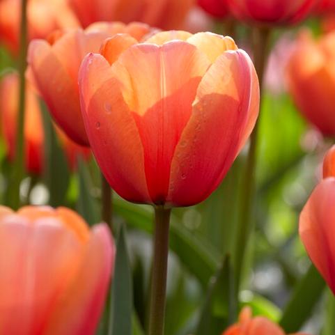 Tulipa Darwin Hybrid 'Apricot Impression'