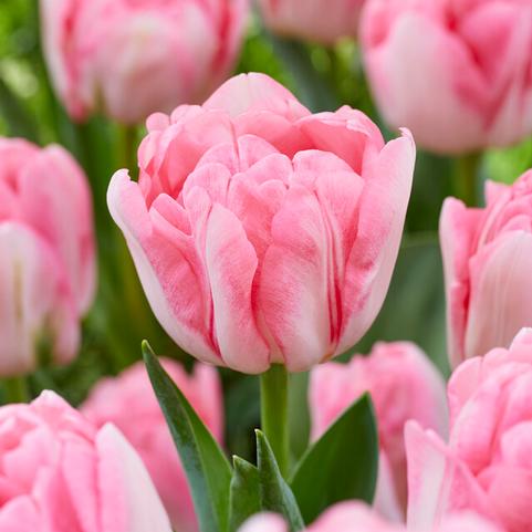 Tulipa Double Mid 'Foxtrot'