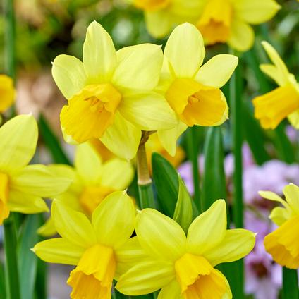 Narcissi Miniature 'Tete a Tete'