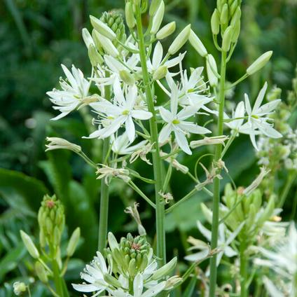 Camassia Leichtlinii 'Alba'