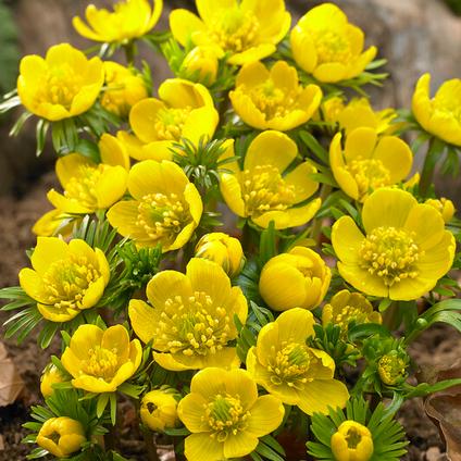Eranthis Cilicica 'Winter Aconite'