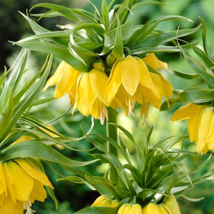 Fritillaria Imperialis 'Lutea'
