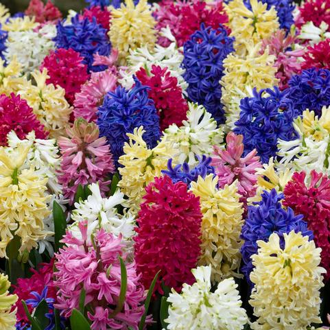 Hyacinthus Orientalis 'Rainbow Mixture'
