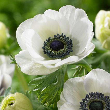 Anemone Coronaria 'Carmel White'