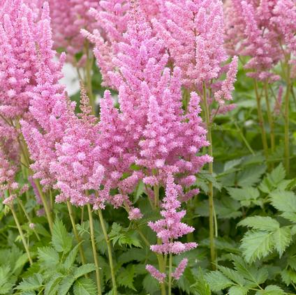 Astilbe chinensis 'Vision in Pink' (Ships in Spring)