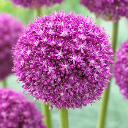 Allium Giant 'Ambassador'