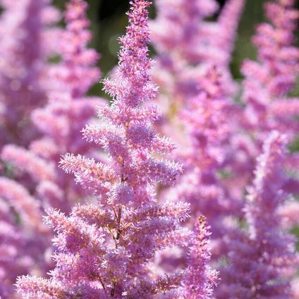 Astilbe arendsii 'Amethyst' (Ships in Spring)