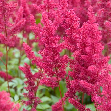 Astilbe japonica 'Montgomery' (Ships in Spring)