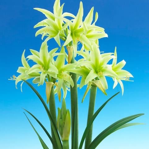 Amaryllis Dutch 'Evergreen'