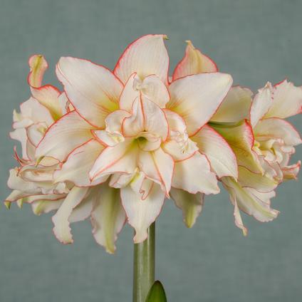 Amaryllis South African 'Harlequin'