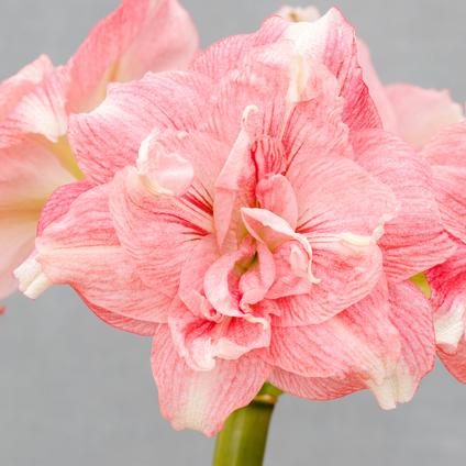Amaryllis South African 'Rozetta'