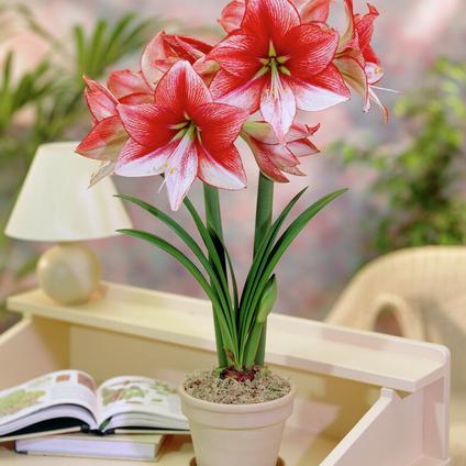 Amaryllis Dutch 'Show Master'