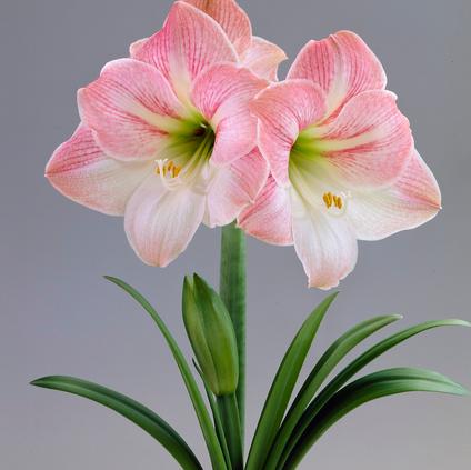 Amaryllis Dutch 'Apple Blossom'