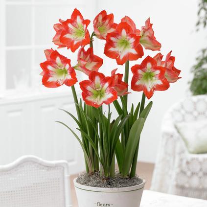 Amaryllis Dutch 'Minerva'