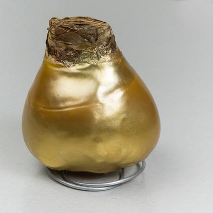 Amaryllis Wax 'Shiny Gold'