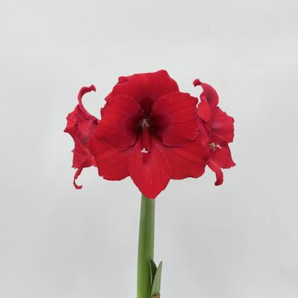 Amaryllis Peruvian 'Red Victory'