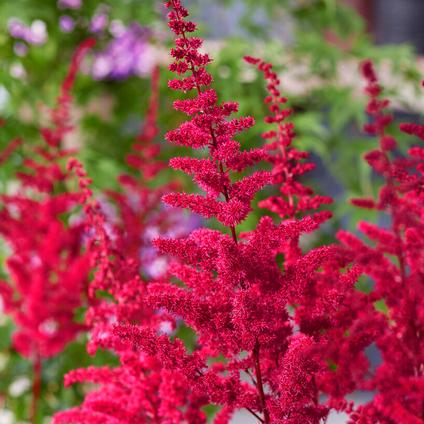 Astilbe chinensis 'Vision Vulcano' (Ships in Spring)