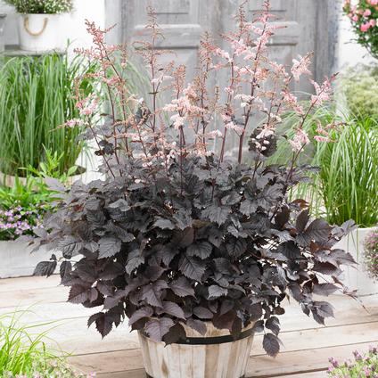 Astilbe arendsii 'Chocolate Shogun' (Ships in Spring)