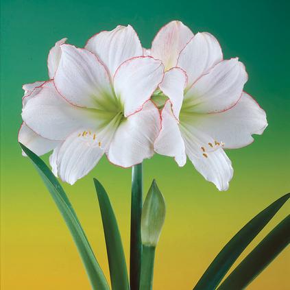 Amaryllis Peruvian 'Picasso'