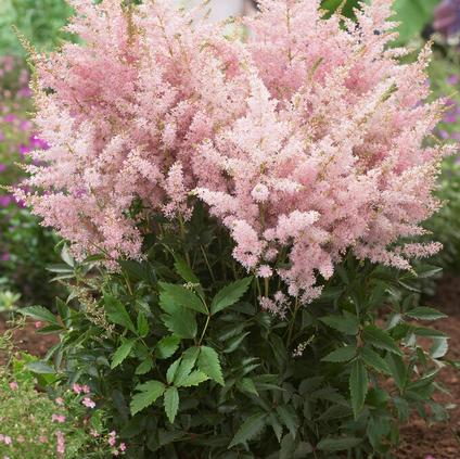 Astilbe chinensis 'Younique Silvery Pink' (Spring)