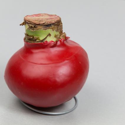 Amaryllis Wax 'Classic Red'