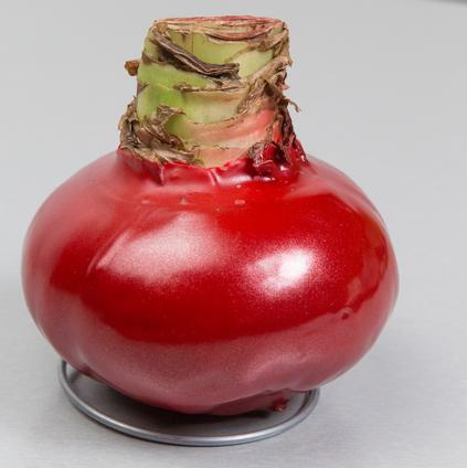 Amaryllis Wax 'Shiny Red'