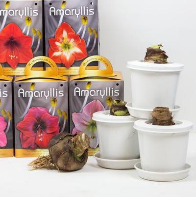 Amaryllis Assorted 'Pre-potted Amaryllis'