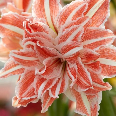Amaryllis Dutch 'Dancing Queen'