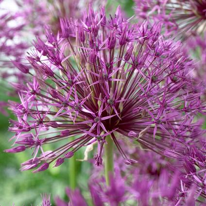 Allium Tall 'Purple Rain'