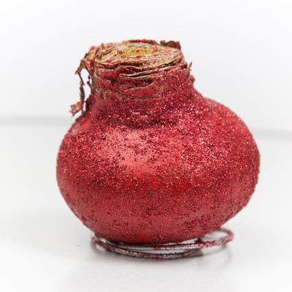 Amaryllis Wax 'Glitter Red'