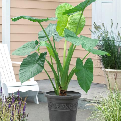 Alocasia Upright 'Odora' (Macrorrhiza) (Ships in Spring)
