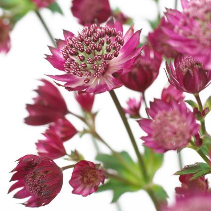 Astrantia major 'Star of Fire' (Ships in Spring)
