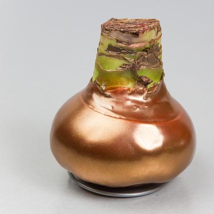 Amaryllis Wax 'Shiny Copper'