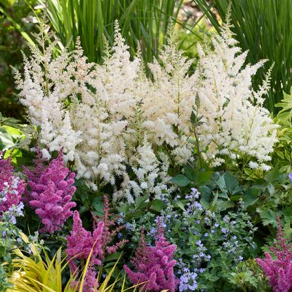 Astilbe chinensis 'Vision in White' (Ships in Spring)