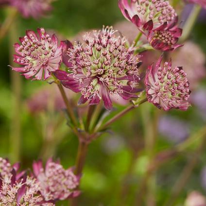 Astrantia major 'Star of Beauty' (Ships in Spring)