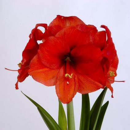 Amaryllis Peruvian 'Souvereign'