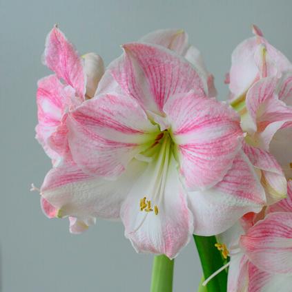 Amaryllis Peruvian 'Cherry Blossom'