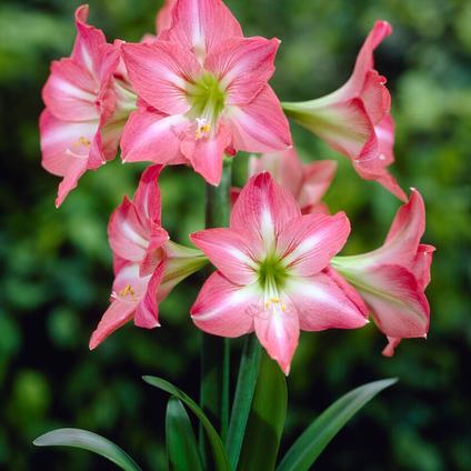 Amaryllis Peruvian 'Pink Star'