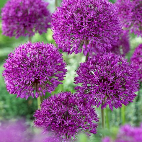 Allium Tall 'Purple Sensation'